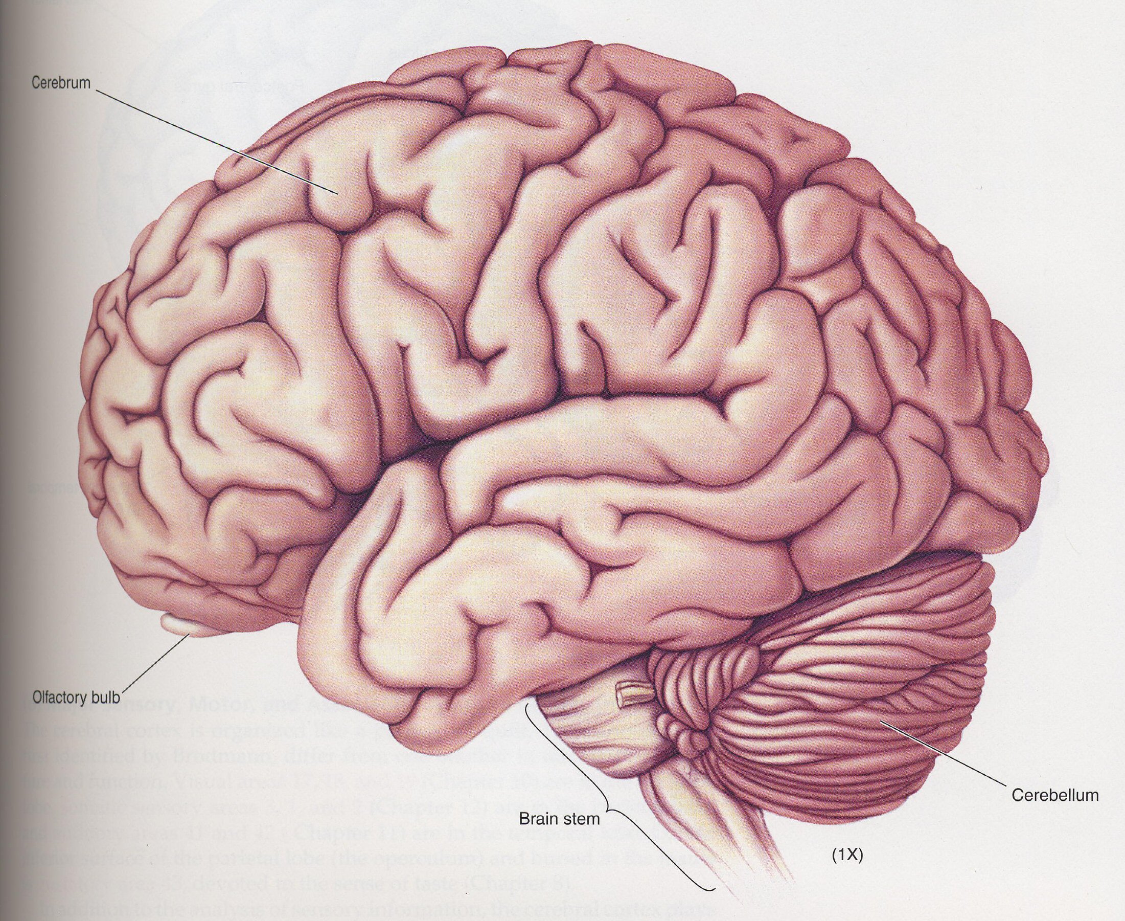 Sociopathische Hersenen Wat Is Jouw Headcanon Voor De Persoonlijkheid Sociopathische Hersenen Wat Is Jouw Headcanon Voor De Persoonlijkheid